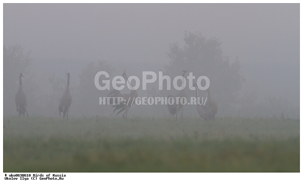 �����������, ���������� �������, ����������� ����� ������, ������, ��������, ��������, �����, �����, ��������, �����������, XYZ, ����������, Gruidae, ����� �������, Grus grus