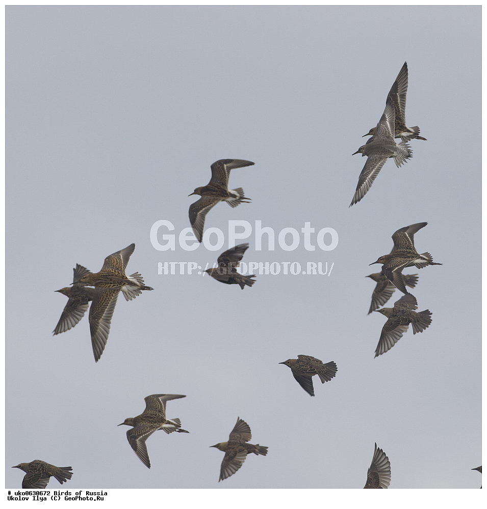 ����������� ����� ������, ������, ��������, ��������, �����, �����, ��������, �����������, �����, ������, XYZ, ���������, Scolopacidae, ���������� ��������, Calidris canutus