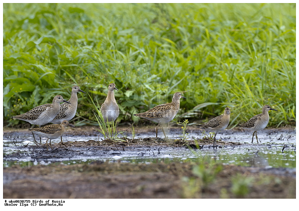 �����������, ���������� �������, ����������� ����� ������, ������, ��������, ��������, �����, �����, ��������, �����������, �����, ������, XYZ, ���������, Scolopacidae, ��������, Philomachus pugnax, Calidris pugnax