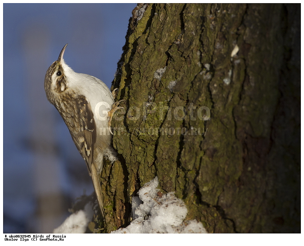 ������, ��������, ��������, �����, �����, ��������, �����������, XYZ, ���������, Certhiidae, ������������ ������, Certhia familiaris, ����������� ����� ������, �����������, ���������� �������