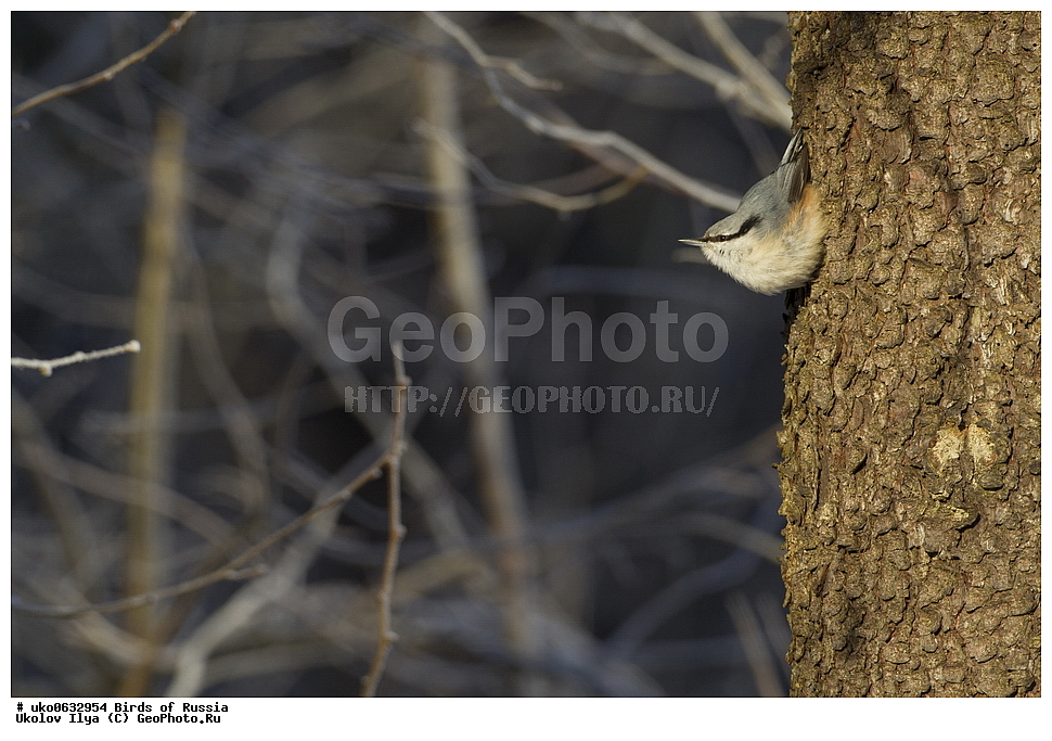 �����������, ���������� �������, ����������� ����� ������, ������, ��������, ��������, �����, �����, ��������, �����������, XYZ, �����������, Sittidae, ������������ ���������, �����, Sitta europaea