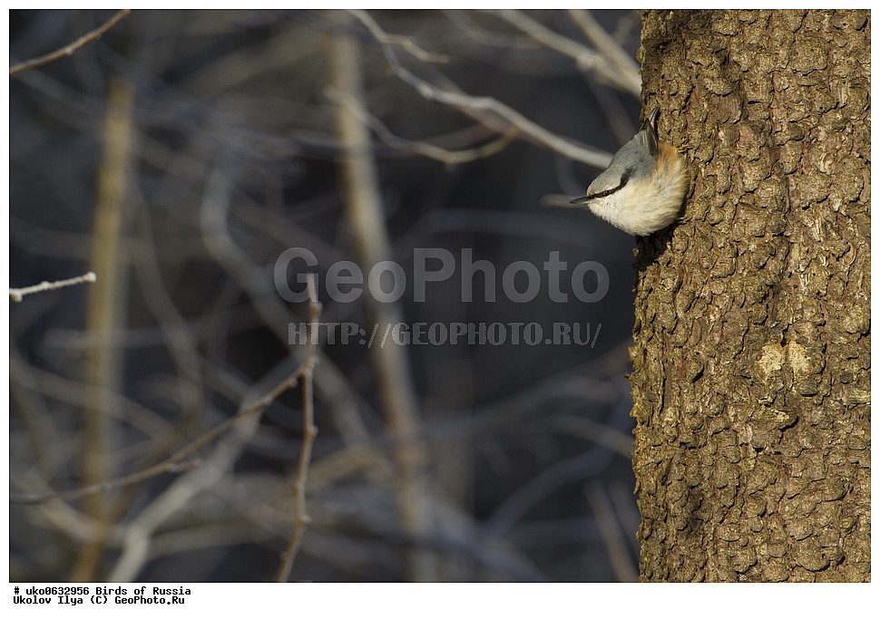 �����������, ���������� �������, ����������� ����� ������, ������, ��������, ��������, �����, �����, ��������, �����������, XYZ, �����������, Sittidae, ������������ ���������, �����, Sitta europaea