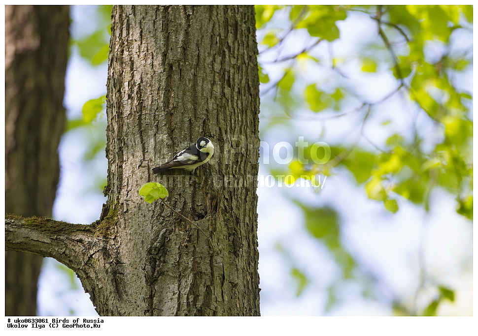 �����������, ���������� �������, ����������� ����� ������, ������, ��������, ��������, �����, �����, ��������, �����������, XYZ, ������������, Muscicapidae, ���������-���������, Ficedula albicollis