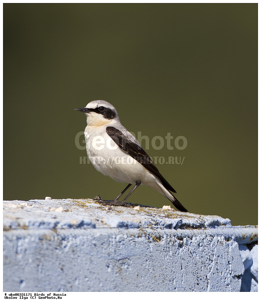 �����������, ���������� �������, ����������� ����� ������, ������, ��������, ��������, �����, �����, ��������, �����������, XYZ, ������������, Muscicapidae, ������������ �������, �������, Oenanthe oenanthe