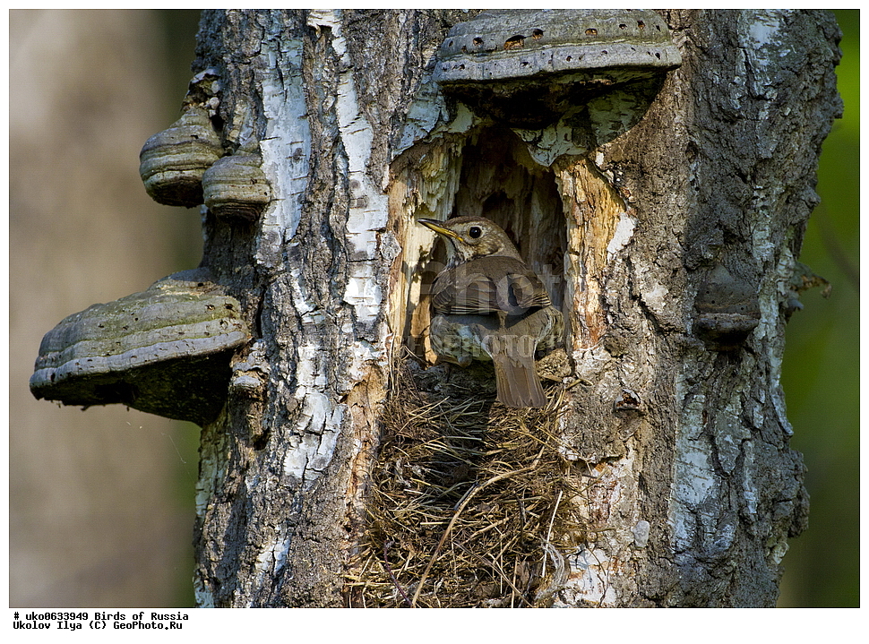 �����������, ���������� �������, ����������� ����� ������, ������, ��������, ��������, �����, �����, ��������, �����������, XYZ, ���������, Turdidae, ������ �����, Turdus philomelos