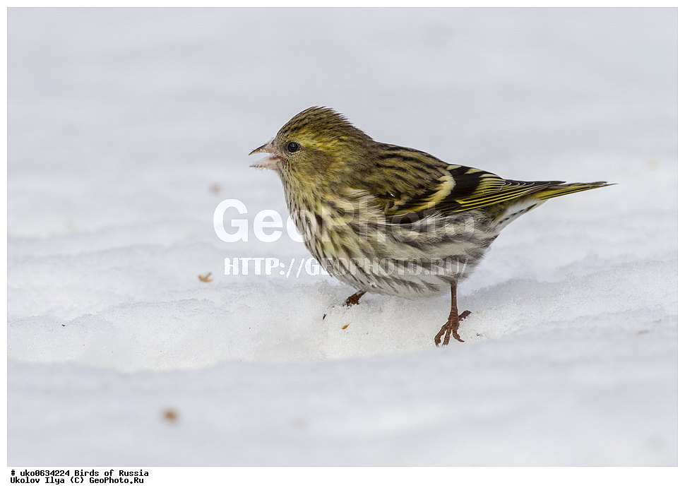 ������, ��������, ��������, �����, �����, ��������, �����������, XYZ, ���������, Fringillidae, ���, Carduelis spinus, Spinus spinus, ����������� ����� ������, �����������, ���������� �������