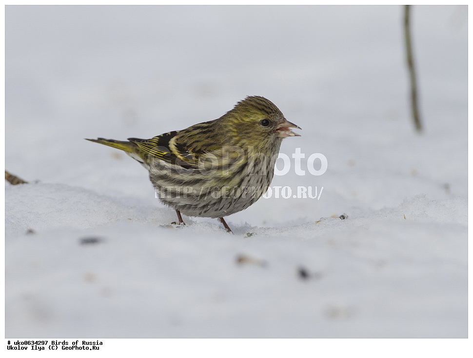 ������, ��������, ��������, �����, �����, ��������, �����������, XYZ, ���������, Fringillidae, ���, Carduelis spinus, Spinus spinus, ����������� ����� ������, �����������, ���������� �������