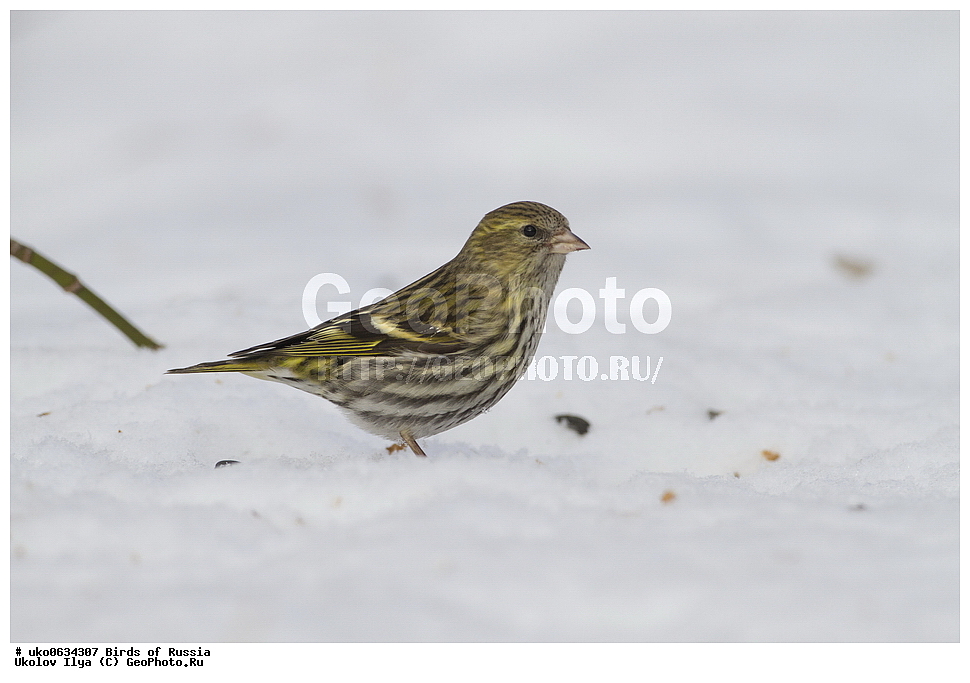 ������, ��������, ��������, �����, �����, ��������, �����������, XYZ, ���������, Fringillidae, ���, Carduelis spinus, Spinus spinus, ����������� ����� ������, �����������, ���������� �������