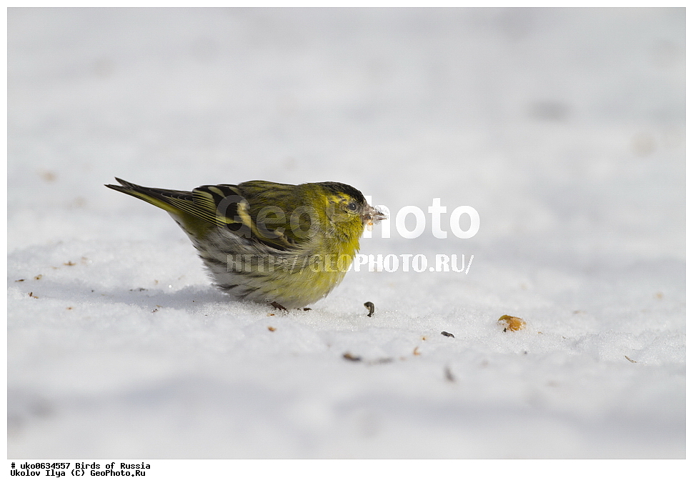 ������, ��������, ��������, �����, �����, ��������, �����������, XYZ, ���������, Fringillidae, ���, Carduelis spinus, Spinus spinus, ����������� ����� ������, �����������, ���������� �������