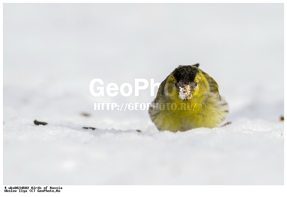 ������, ��������, ��������, �����, �����, ��������, �����������, XYZ, ���������, Fringillidae, ���, Carduelis spinus, Spinus spinus, ����������� ����� ������, �����������, ���������� �������