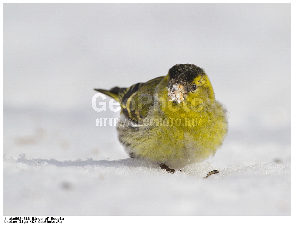 ������, ��������, ��������, �����, �����, ��������, �����������, XYZ, ���������, Fringillidae, ���, Carduelis spinus, Spinus spinus, ����������� ����� ������, �����������, ���������� �������