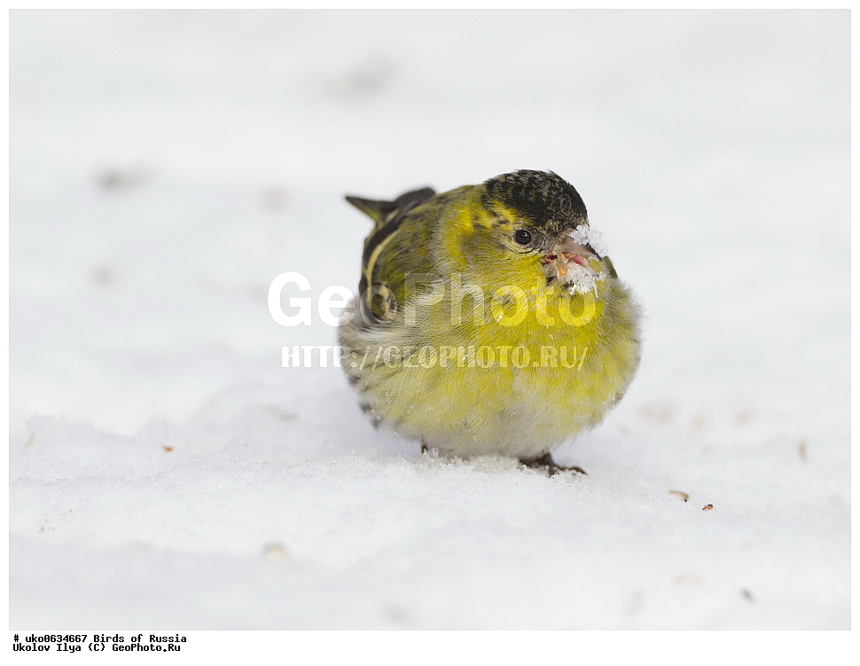 ������, ��������, ��������, �����, �����, ��������, �����������, XYZ, ���������, Fringillidae, ���, Carduelis spinus, Spinus spinus, ����������� ����� ������, �����������, ���������� �������