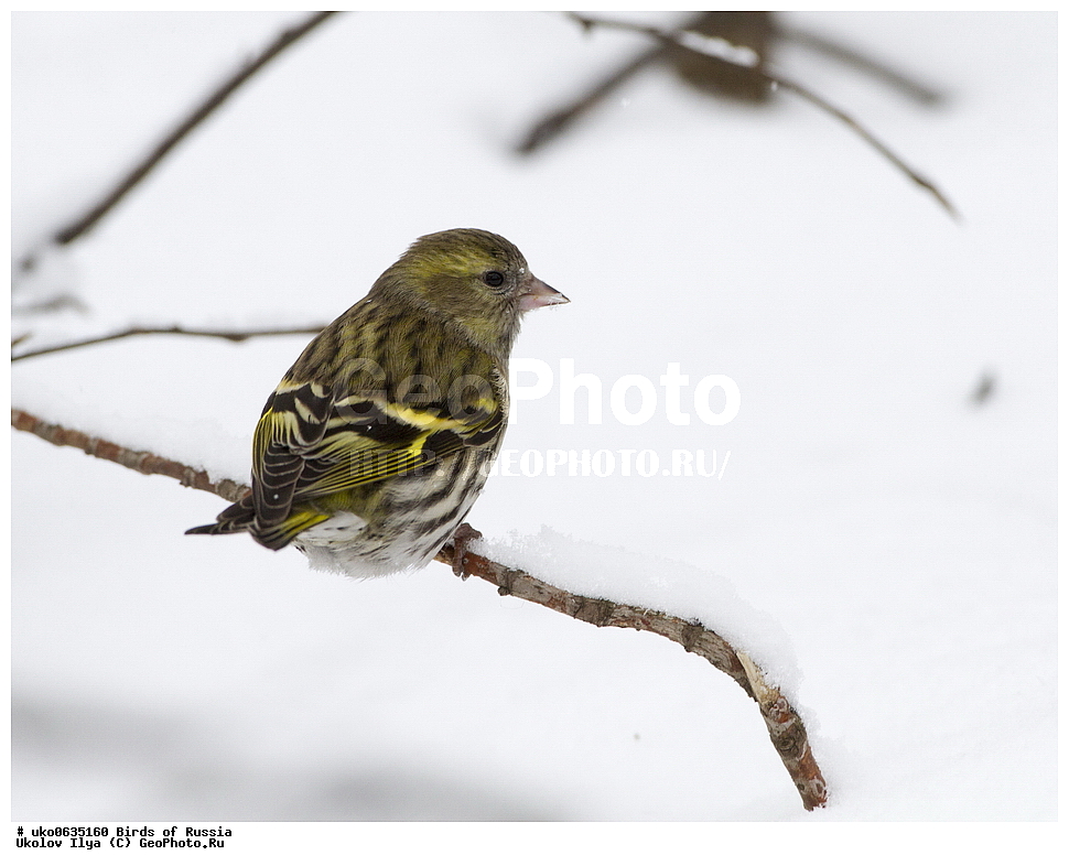 ������, ��������, ��������, �����, �����, ��������, �����������, XYZ, ���������, Fringillidae, ���, Carduelis spinus, Spinus spinus, ����������� ����� ������, �����������, ���������� �������