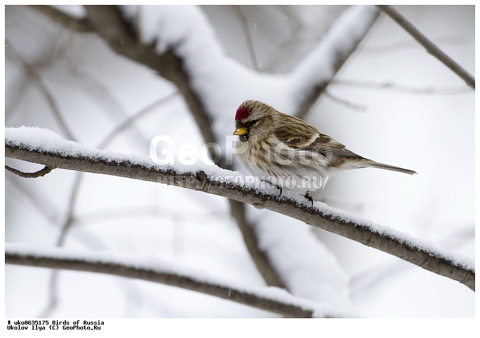 ������, ��������, ��������, �����, �����, ��������, �����������, XYZ, ���������, Fringillidae, ���, Carduelis spinus, Spinus spinus, ����������� ����� ������, �����������, ���������� �������