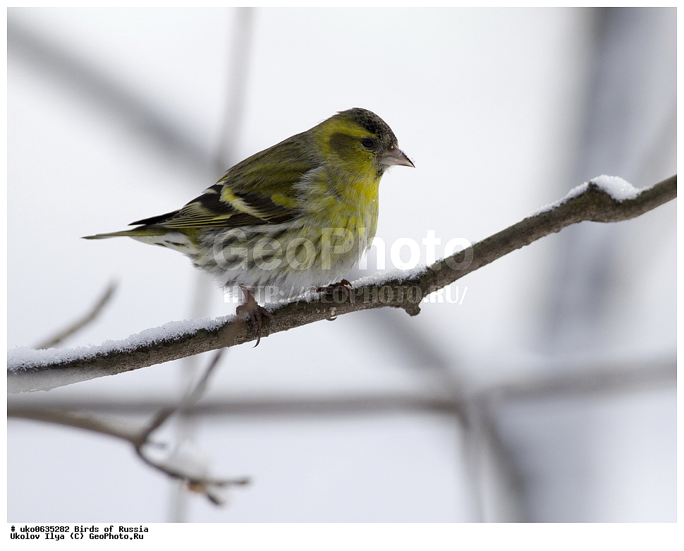 ������, ��������, ��������, �����, �����, ��������, �����������, XYZ, ���������, Fringillidae, ���, Carduelis spinus, Spinus spinus, ����������� ����� ������, �����������, ���������� �������