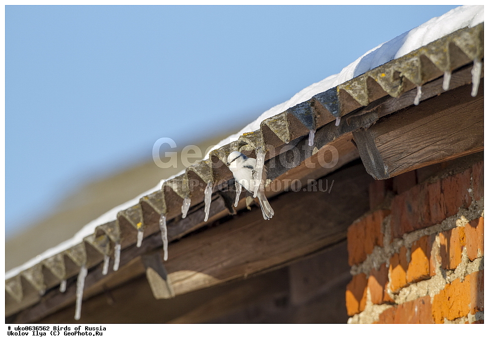 �����������, ���������� �������, ����������� ����� ������, ������, ��������, ��������, �����, �����, ��������, �����������, XYZ, ���������, Paridae, ����� ���������, �����, ������, Cyanistes cyanus, Parus cyanus