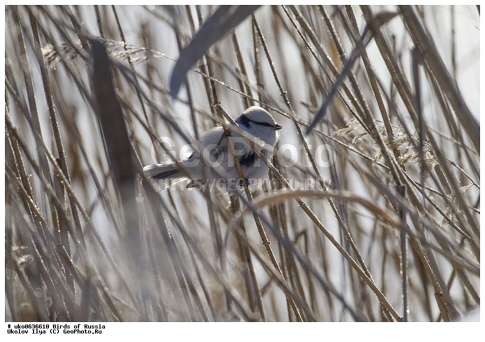 �����������, ���������� �������, ����������� ����� ������, ������, ��������, ��������, �����, �����, ��������, �����������, XYZ, ���������, Paridae, ����� ���������, �����, ������, Cyanistes cyanus, Parus cyanus