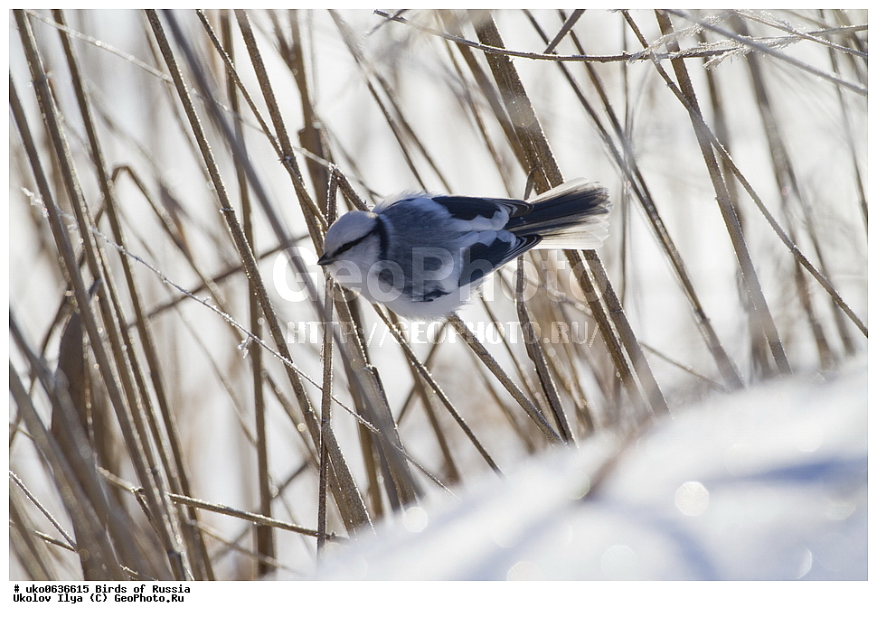 �����������, ���������� �������, ����������� ����� ������, ������, ��������, ��������, �����, �����, ��������, �����������, XYZ, ���������, Paridae, ����� ���������, �����, ������, Cyanistes cyanus, Parus cyanus