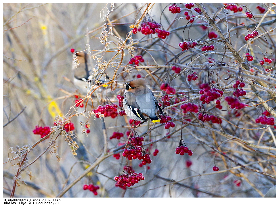 �����������, ���������� �������, ����������� ����� ������, ������, ��������, ��������, �����, �����, ��������, �����������, XYZ, �������������, Bombycillidae, ������������ ����������, ����������, Bombycilla garrulus