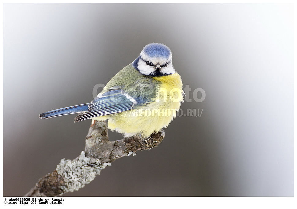 �����������, ���������� �������, ����������� ����� ������, ������, ��������, ��������, �����, �����, ��������, �����������, XYZ, ���������, Paridae, ������������ ���������, ������ ���������, ������� ���������, ���������, Cyanistes caeruleus, Parus caeruleus