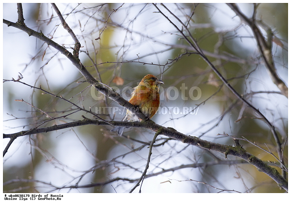 ������, ��������, ��������, �����, �����, ��������, �����������, XYZ, ���������, Fringillidae, ����-������, ������������ ����, �����-������, ������������ �����, Loxia curvirostra, ����������� ����� ������, �����������, ���������� �������