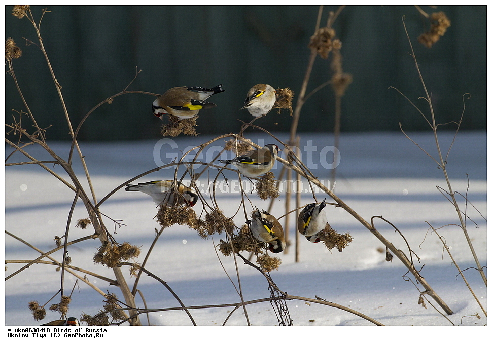 ������, ��������, ��������, �����, �����, ��������, �����������, XYZ, ���������, Fringillidae, ������������ �����, ������������ �����, Carduelis carduelis, ����������� ����� ������, �����������, ���������� �������