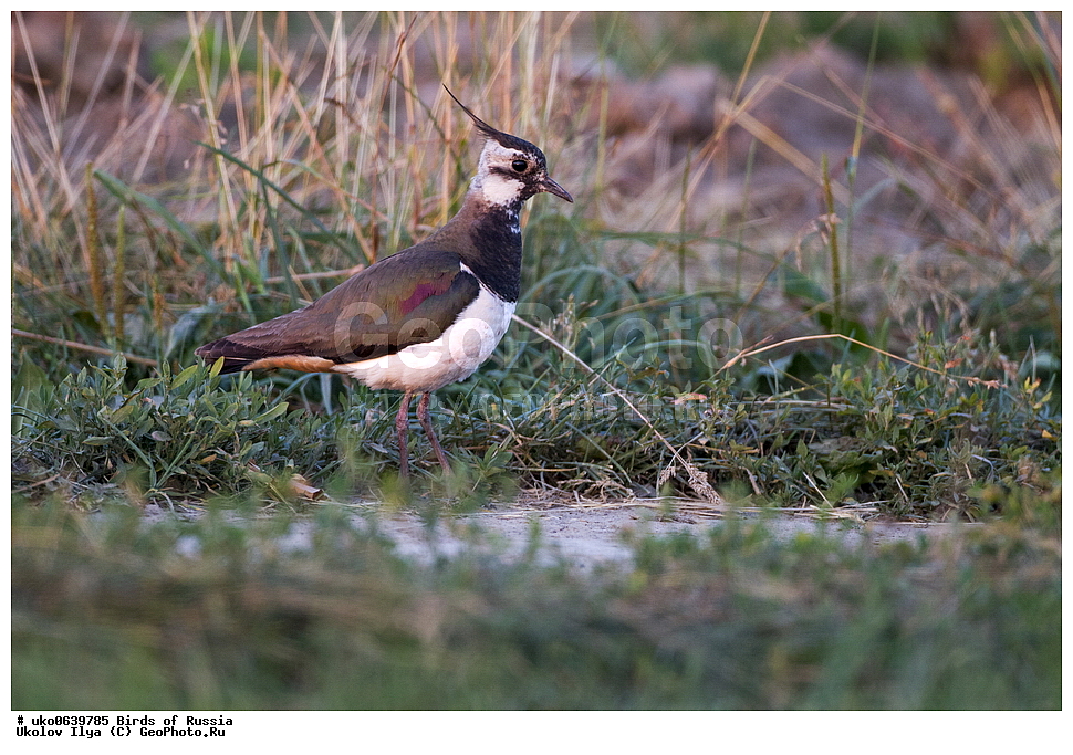 �����������, ���������� �������, ����������� ����� ������, ������, ��������, ��������, �����, �����, ��������, �����������, �����, ������, XYZ, ���������, Charadriidae, �����, ��������, Vanellus vanellus
