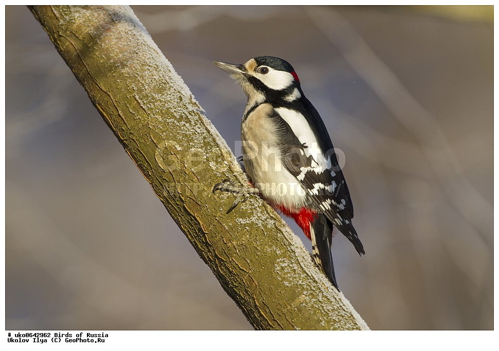 �����������, ���������� �������, ����������� ����� ������, ������, ��������, ��������, �����, �����, ��������, �����������, XYZ, ��������, �����, ��������� ��������, Picidae, ������� ������ �����, ϸ����� �����, ������� ������� �����, ������� �����, Dendrocopos major