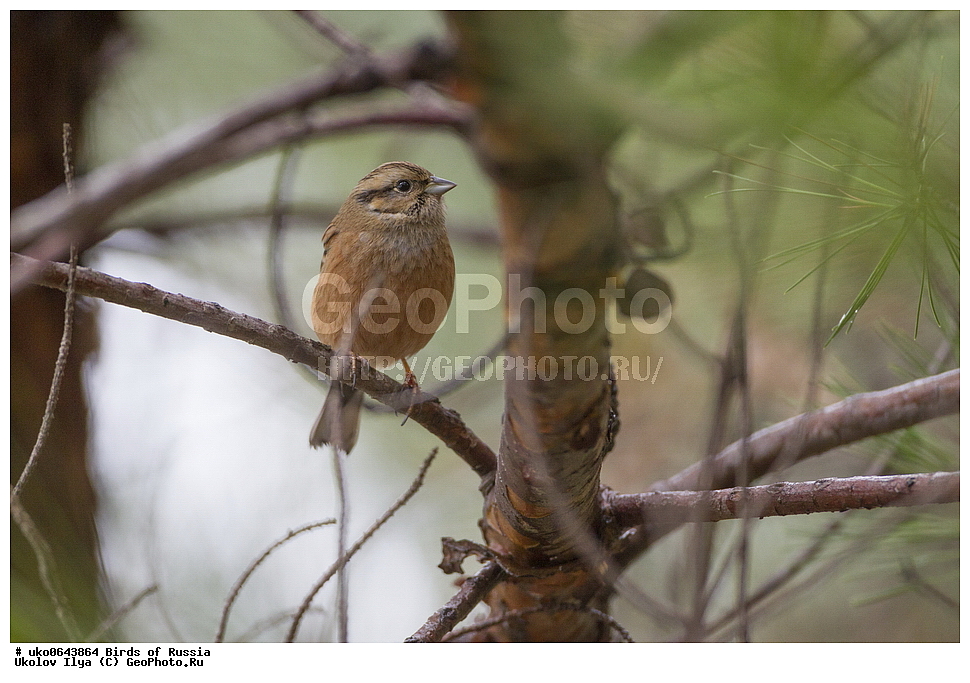 ����������� ����� ������, ������, ��������, ��������, �����, �����, ��������, �����������, XYZ, ����������, Emberizidae, ������ �������, Emberiza cia