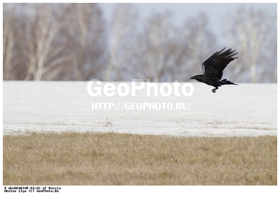 ������, ��������, ��������, �����, �����, ��������, �����������, XYZ, ��������, ���������, Corvidae, �����, Corvus corax, ����������� ����� ������, �����������, ���������� �������