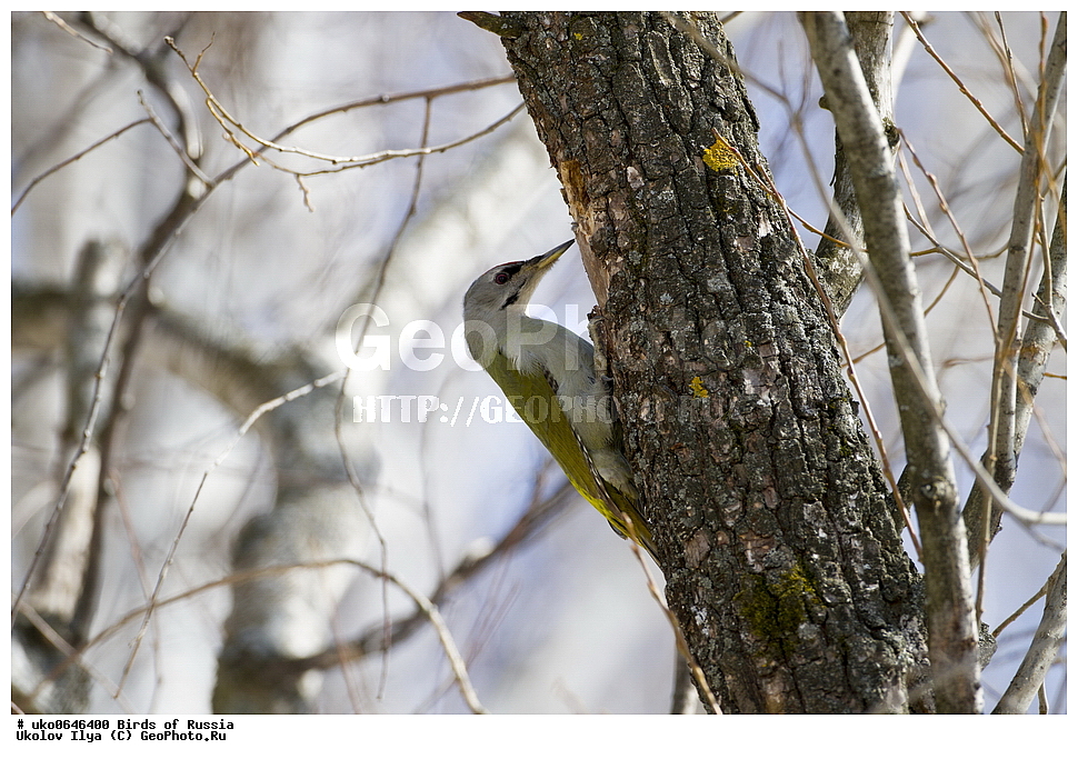 �����������, ���������� �������, ����������� ����� ������, ������, ��������, ��������, �����, �����, ��������, �����������, XYZ, ��������, �����, ��������� ��������, Picidae, ����� �����, ����� ������ �����, ����������� �����, Picus canus