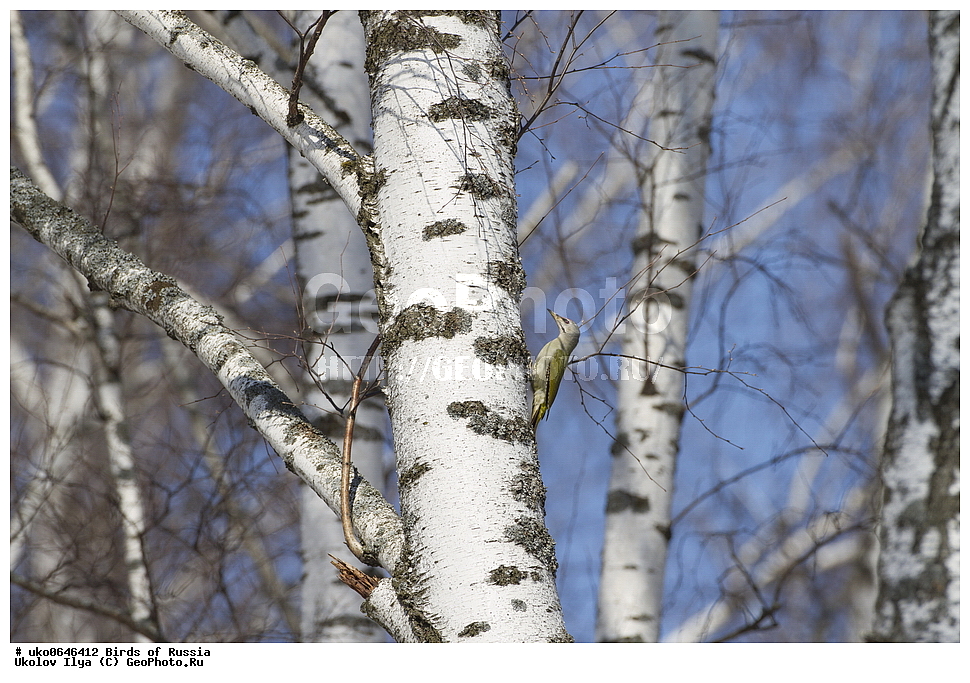 �����������, ���������� �������, ����������� ����� ������, ������, ��������, ��������, �����, �����, ��������, �����������, XYZ, ��������, �����, ��������� ��������, Picidae, ����� �����, ����� ������ �����, ����������� �����, Picus canus