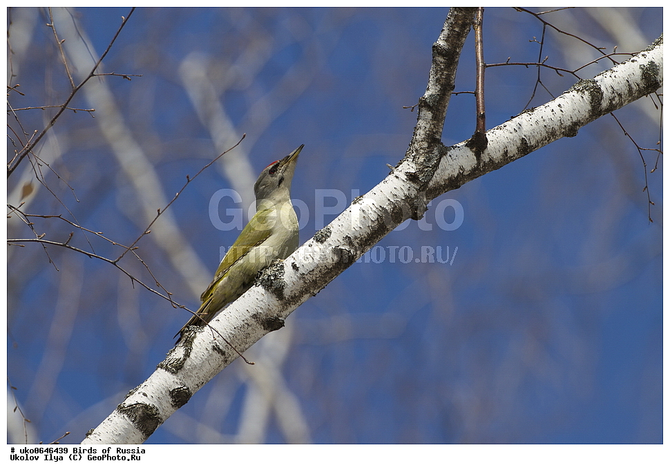 �����������, ���������� �������, ����������� ����� ������, ������, ��������, ��������, �����, �����, ��������, �����������, XYZ, ��������, �����, ��������� ��������, Picidae, ����� �����, ����� ������ �����, ����������� �����, Picus canus