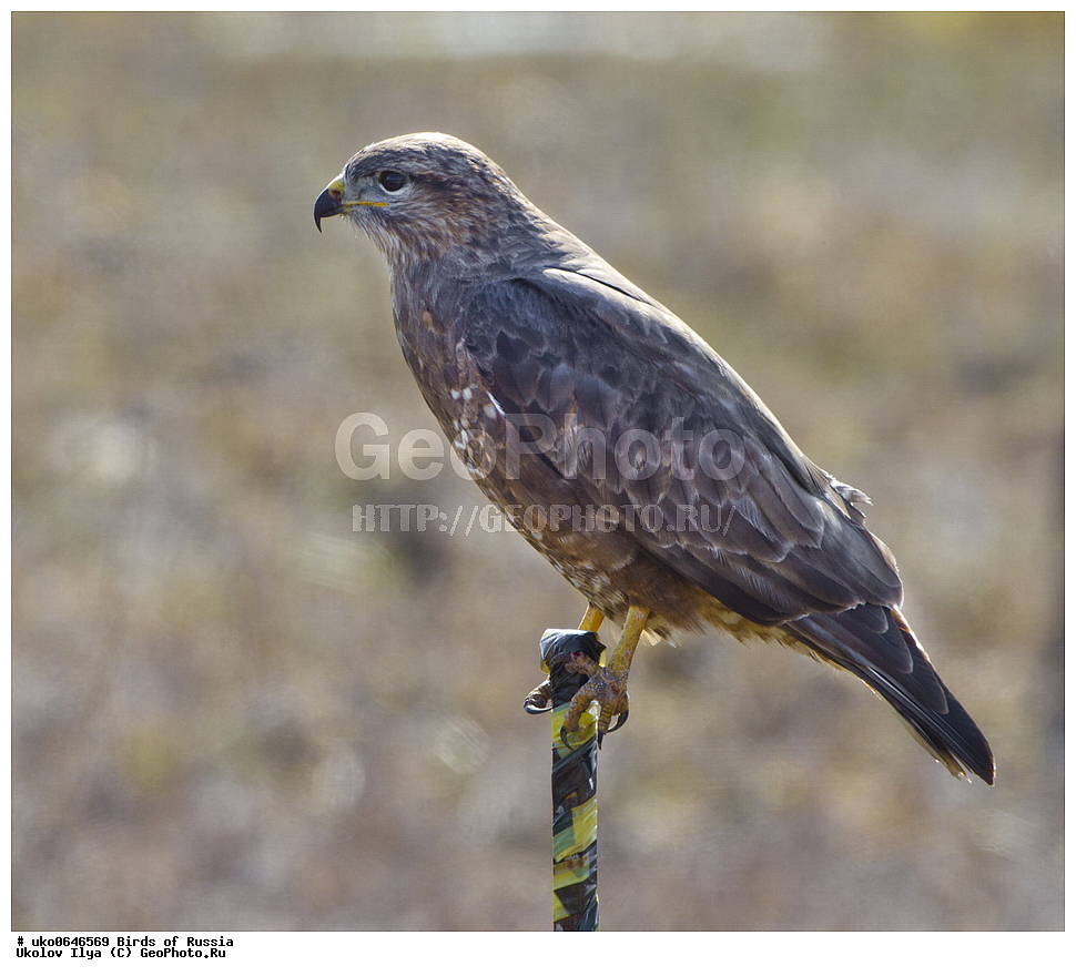 �����������, ���������� �������, ����������� ����� ������, ������, ��������, ��������, �����, �����, ��������, �����������, ������ �����, ������ �����, XYZ, ����������, Accipitridae, ������������ �����, C����, Buteo buteo