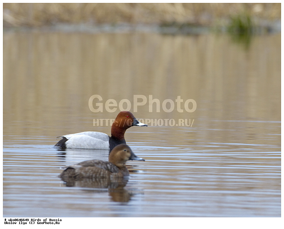 �����������, ���������� �������, ����������� ����� ������, ������, ��������, ��������, �����, �����, ��������, �����������, �����������������, ������������� �����, ������������� �����, XYZ, ������, Anatidae, ������������� �����, ������� �������, ������������� �����, ���������, Aythya ferina