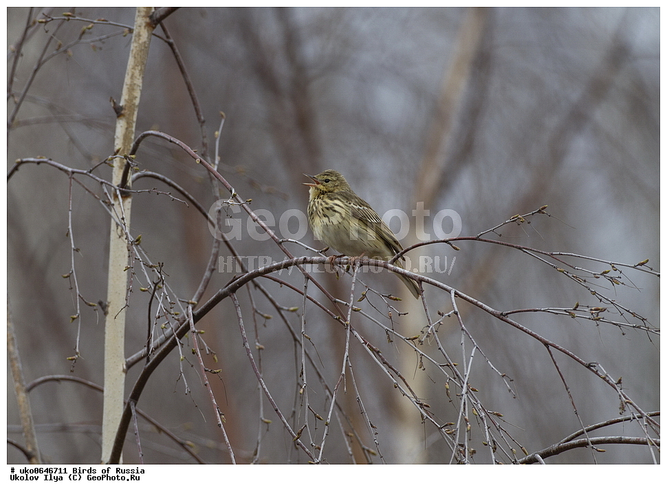 �����������, ���������� �������, ����������� ����� ������, ������, ��������, ��������, �����, �����, ��������, �����������, XYZ, �������������, Motacillidae, ������ �����, ������ �����, ������ �������, Anthus trivialis