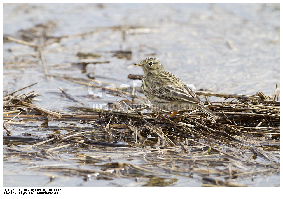 �����������, ���������� �������, ����������� ����� ������, ������, ��������, ��������, �����, �����, ��������, �����������, XYZ, �������������, Motacillidae, ������� �����, ������� �����, Anthus pratensis