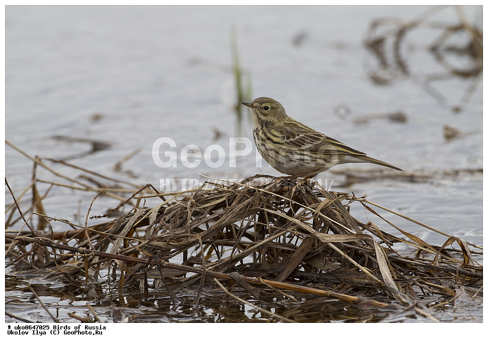 �����������, ���������� �������, ����������� ����� ������, ������, ��������, ��������, �����, �����, ��������, �����������, XYZ, �������������, Motacillidae, ������� �����, ������� �����, Anthus pratensis