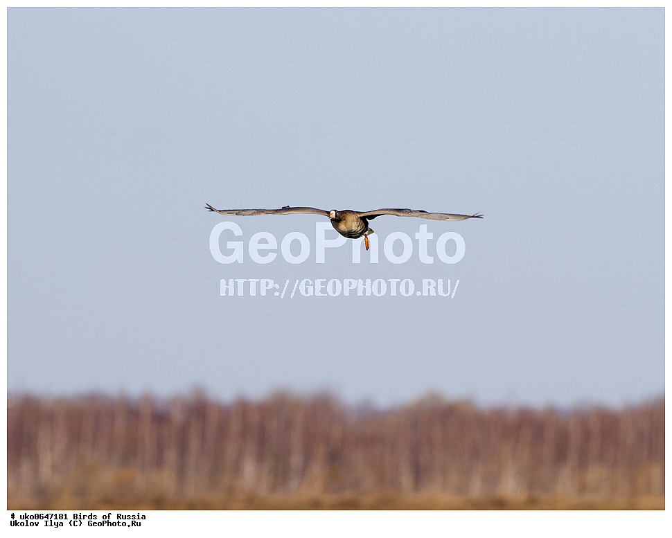 �����������, ���������� �������, ����������� ����� ������, ������, ��������, ��������, �����, �����, ��������, �����������, �����������������, ������������� �����, ������������� �����, XYZ, ������, Anatidae, ��������� ����, ���������, Anser albifrons