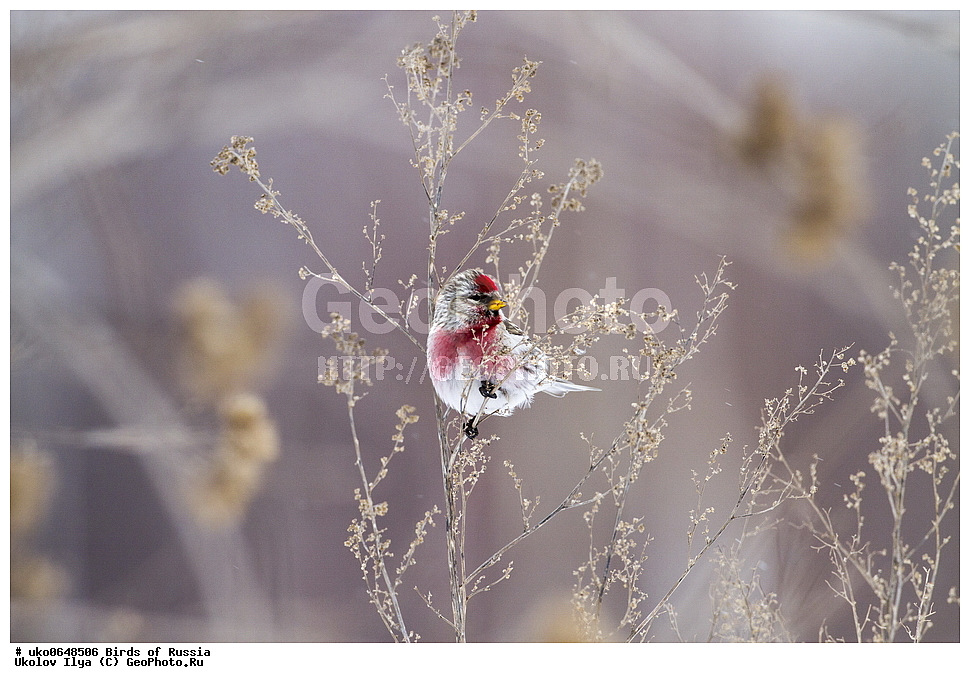 ������, ��������, ��������, �����, �����, ��������, �����������, XYZ, ���������, Fringillidae, ������������ �������, �������, ������� ������������ �������, Acanthis flammea, Carduelis flammea, ����������� ����� ������, �����������, ���������� �������