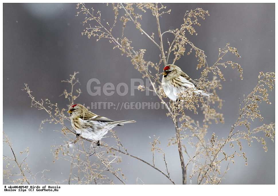 ������, ��������, ��������, �����, �����, ��������, �����������, XYZ, ���������, Fringillidae, ������������ �������, �������, ������� ������������ �������, Acanthis flammea, Carduelis flammea, ����������� ����� ������, �����������, ���������� �������