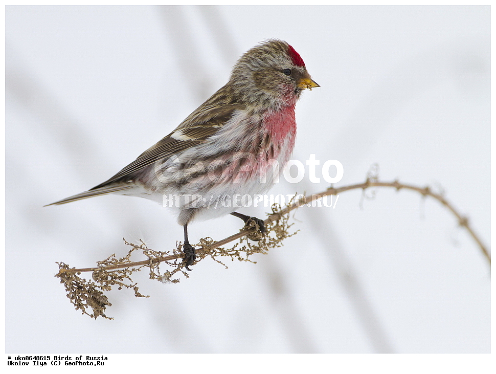 ������, ��������, ��������, �����, �����, ��������, �����������, XYZ, ���������, Fringillidae, ������������ �������, �������, ������� ������������ �������, Acanthis flammea, Carduelis flammea, ����������� ����� ������, �����������, ���������� �������