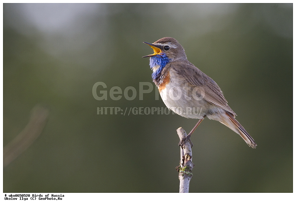 �����������, ���������� �������, ����������� ����� ������, ������, ��������, ��������, �����, �����, ��������, �����������, XYZ, ������������, Muscicapidae, ���������, Luscinia svecica