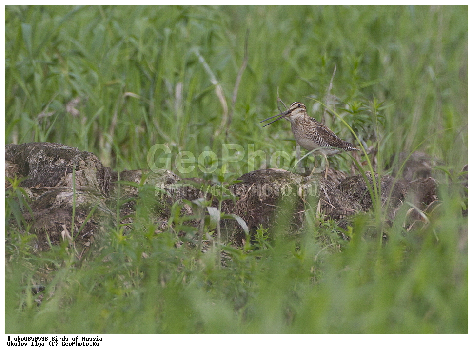 �����������, ���������� �������, ����������� ����� ������, ������, ��������, ��������, �����, �����, ��������, �����������, XYZ, ������������, Muscicapidae, ���������, Luscinia svecica