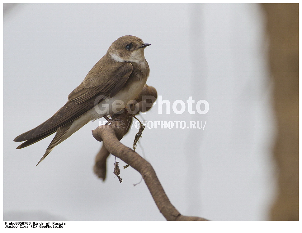 ������, ��������, ��������, �����, �����, ��������, �����������, XYZ, �����������, Hirundinidae, �����������, ��������� ��������, Riparia riparia, ����������� ����� ������, �����������, ���������� �������