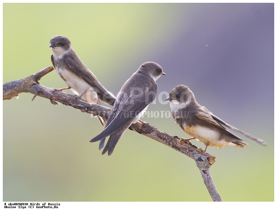 ������, ��������, ��������, �����, �����, ��������, �����������, XYZ, �����������, Hirundinidae, �����������, ��������� ��������, Riparia riparia, ����������� ����� ������, �����������, ���������� �������