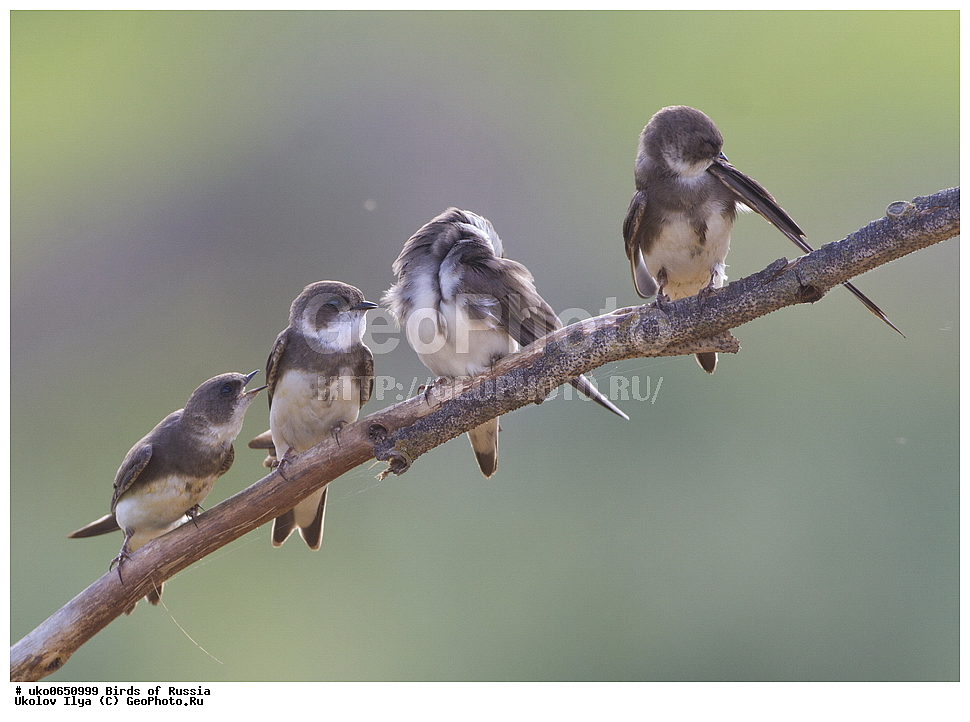 ������, ��������, ��������, �����, �����, ��������, �����������, XYZ, �����������, Hirundinidae, �����������, ��������� ��������, Riparia riparia, ����������� ����� ������, �����������, ���������� �������