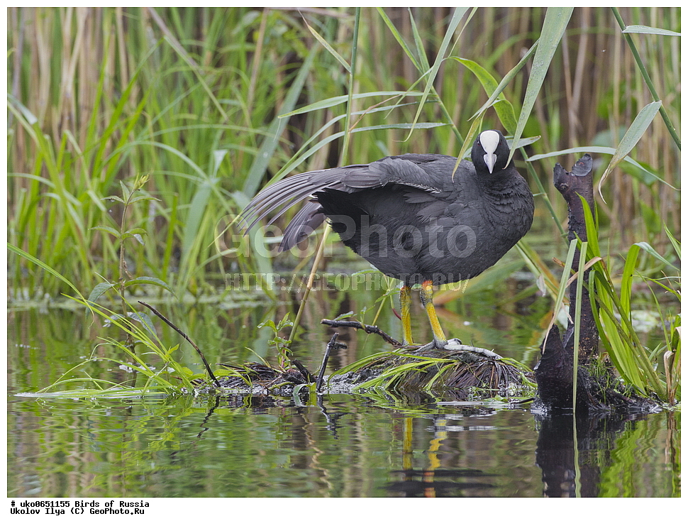 �����������, ���������� �������, ����������� ����� ������, ������, ��������, ��������, �����, �����, ��������, �����������, XYZ, �����������, Rallidae, ������, �����, Fulica atra