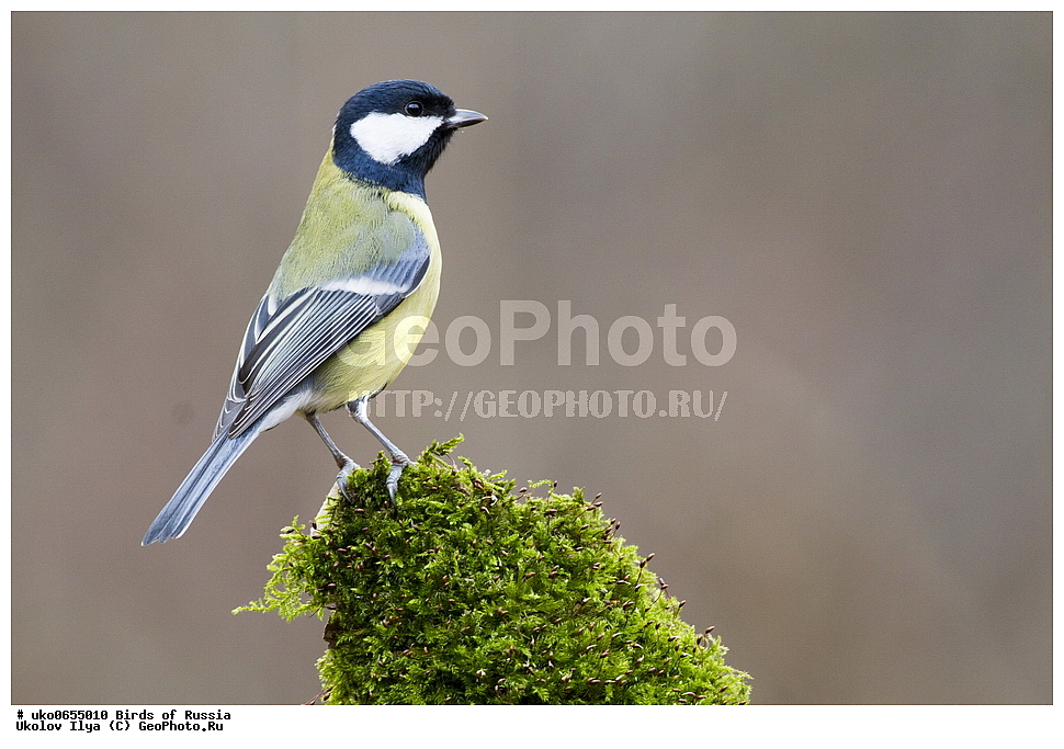 �����������, ���������� �������, ����������� ����� ������, ������, ��������, ��������, �����, �����, ��������, �����������, XYZ, ���������, Paridae, ������� ������, �������, Parus major