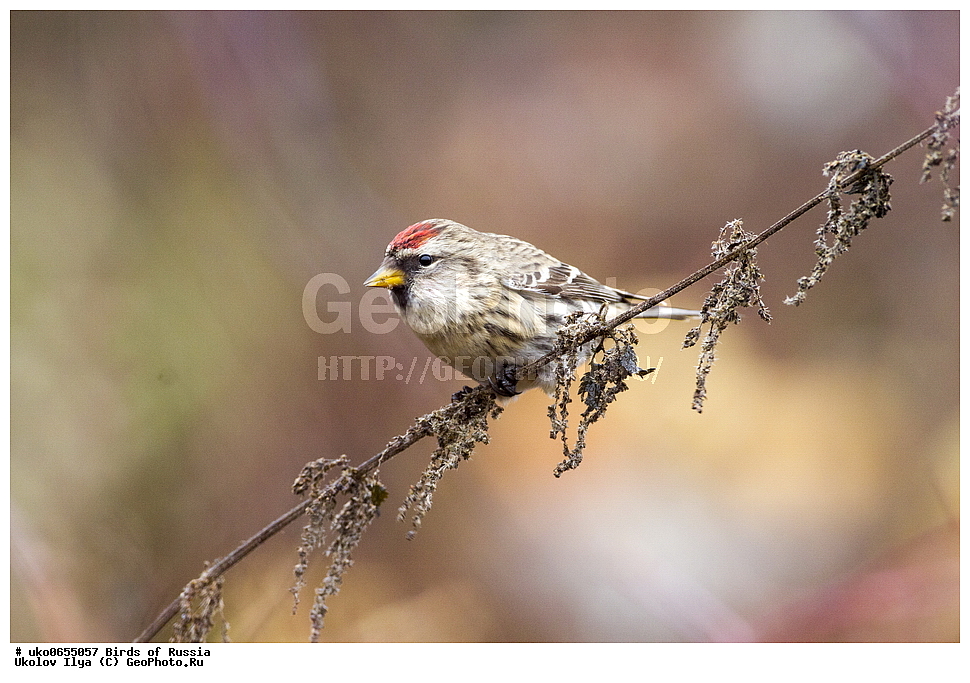 ������, ��������, ��������, �����, �����, ��������, �����������, XYZ, ���������, Fringillidae, ������������ �������, �������, ������� ������������ �������, Acanthis flammea, Carduelis flammea, ����������� ����� ������, �����������, ���������� �������